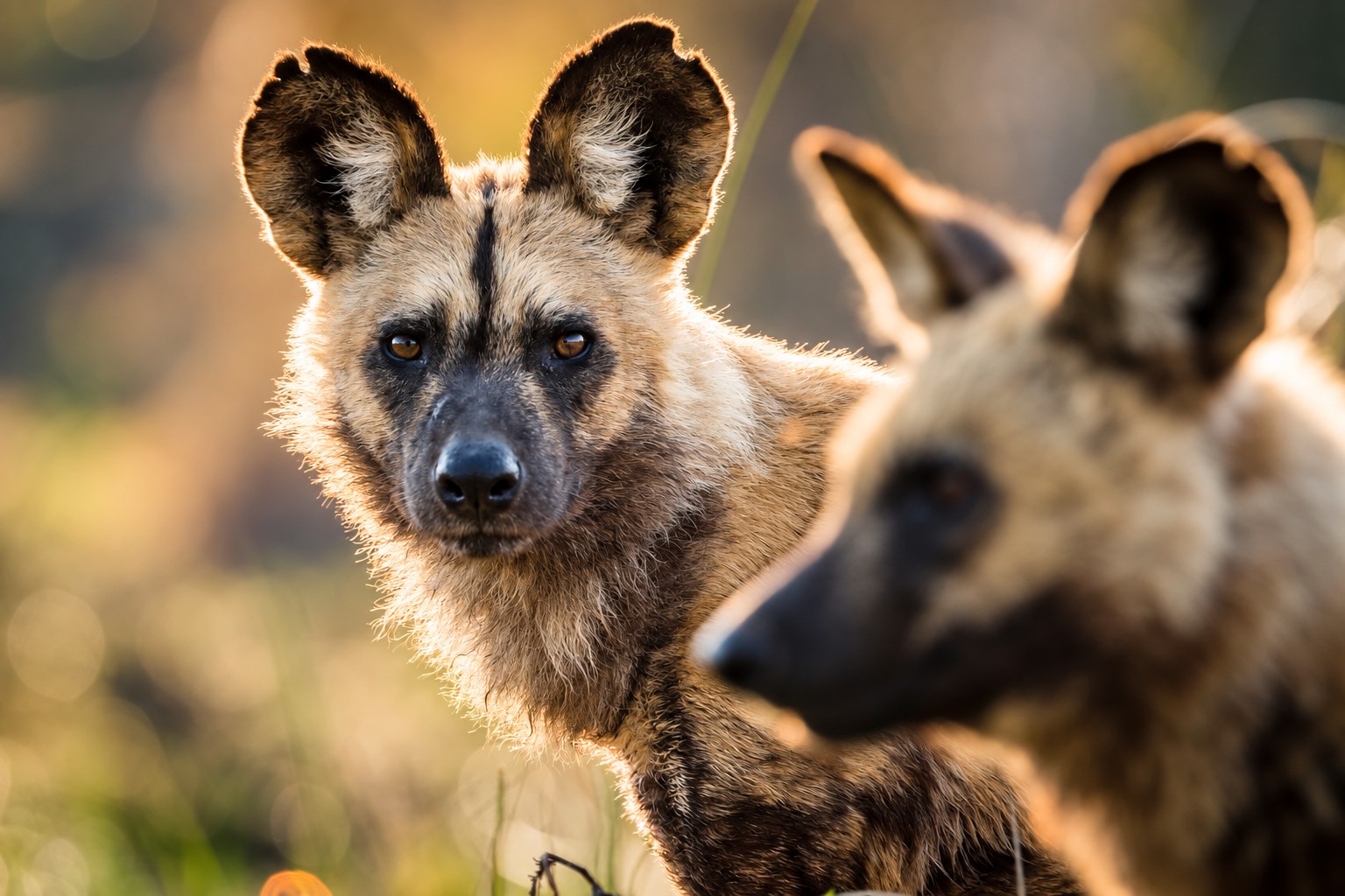 African wild dogs in Tanzania