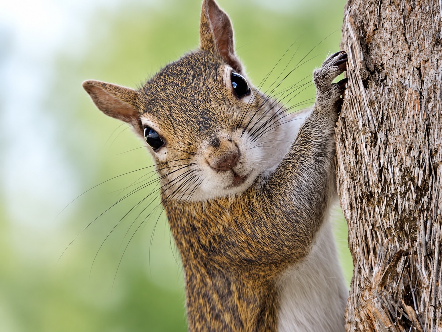 Wildlife in Tanzania
