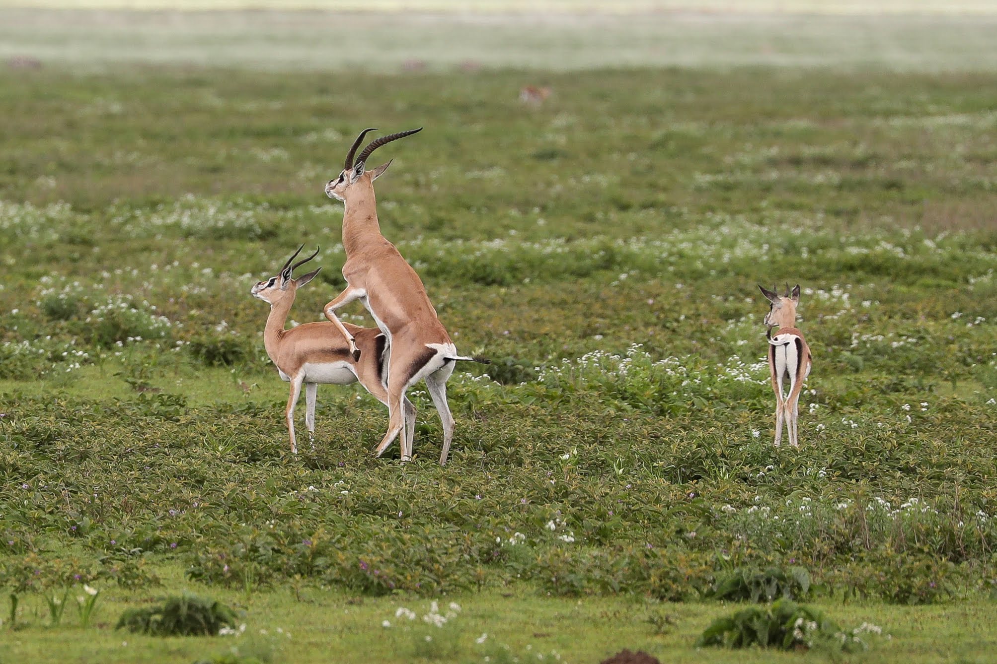 Tanzania wildlife landscape