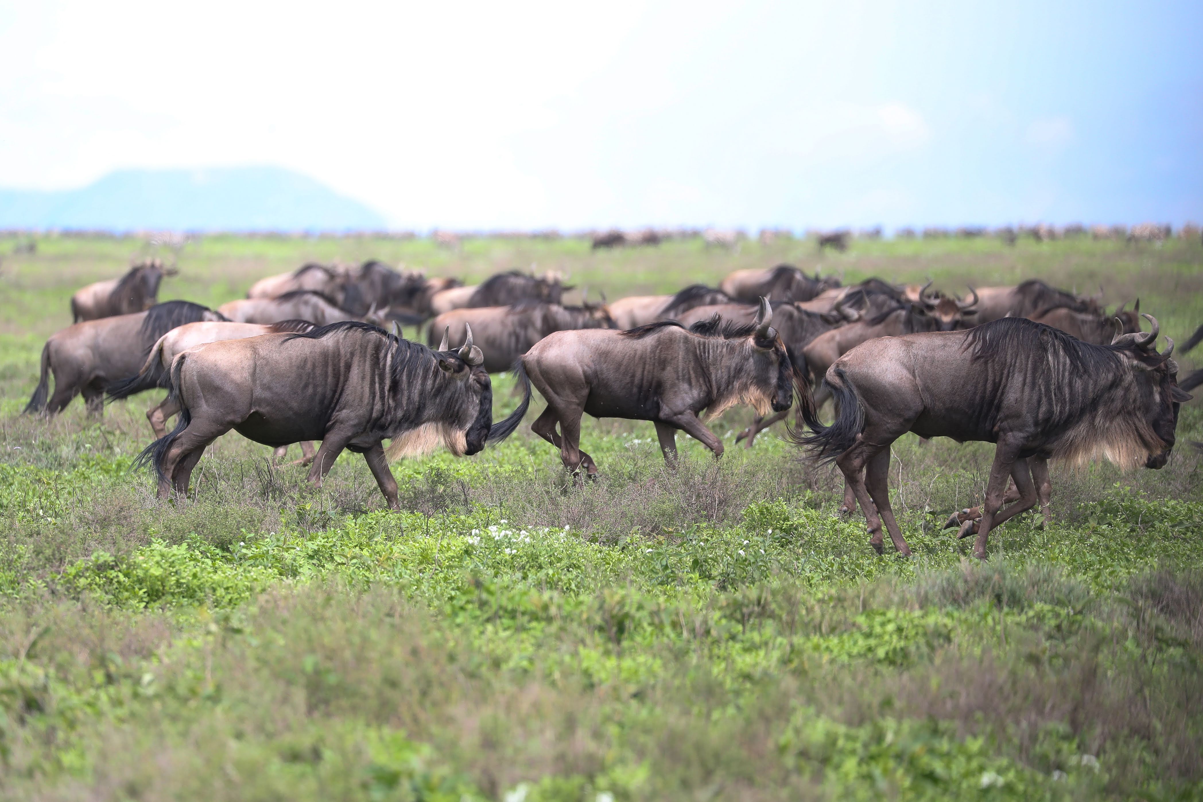 Tanzania landscape