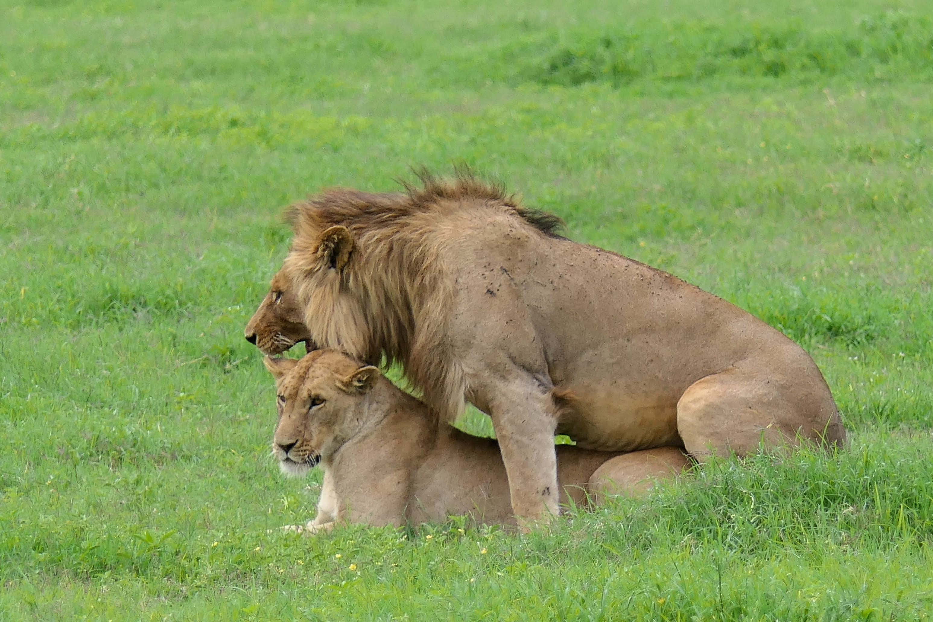 3-Day Nyerere Safari from Dar es Salaam gallery image
