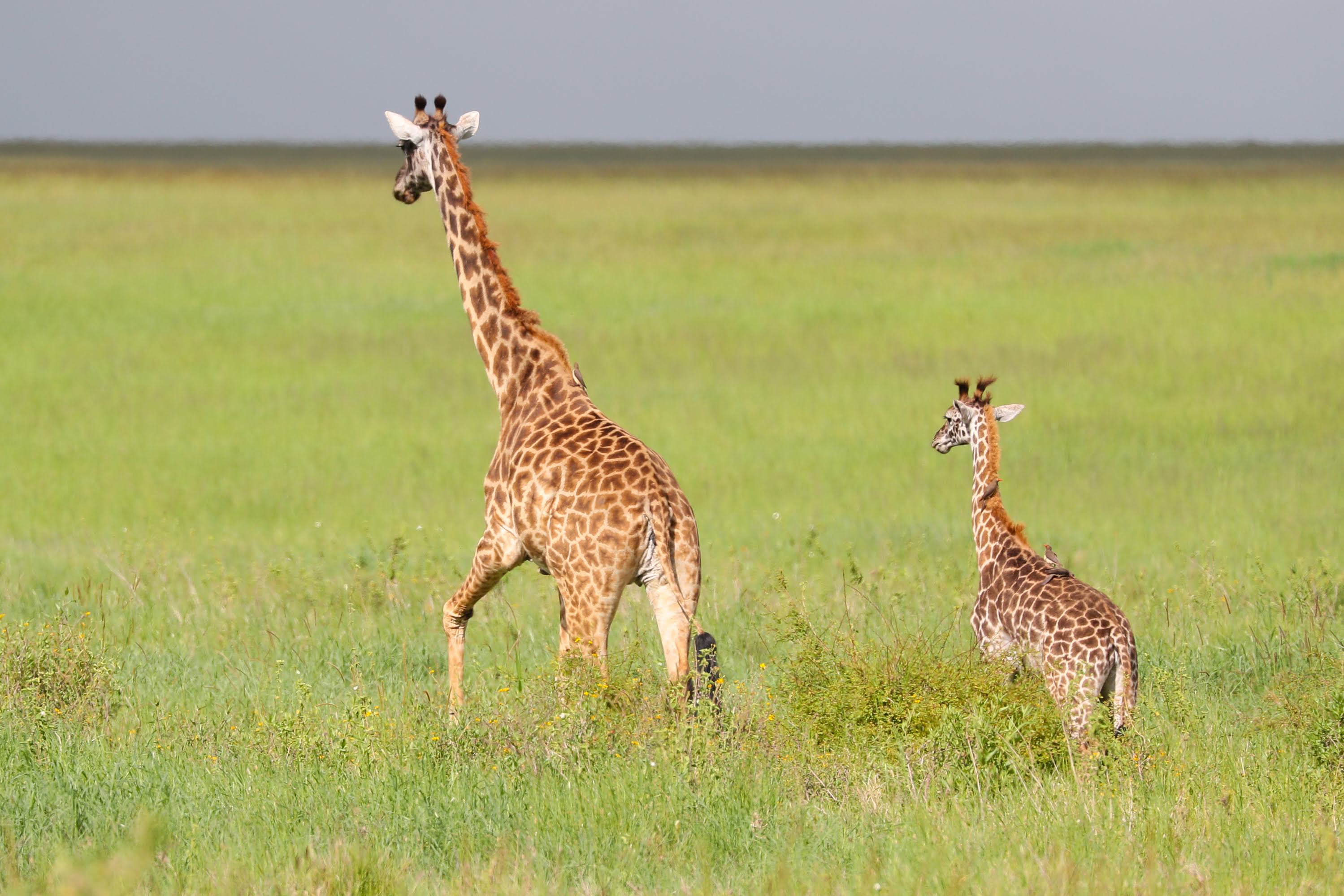 Serengeti