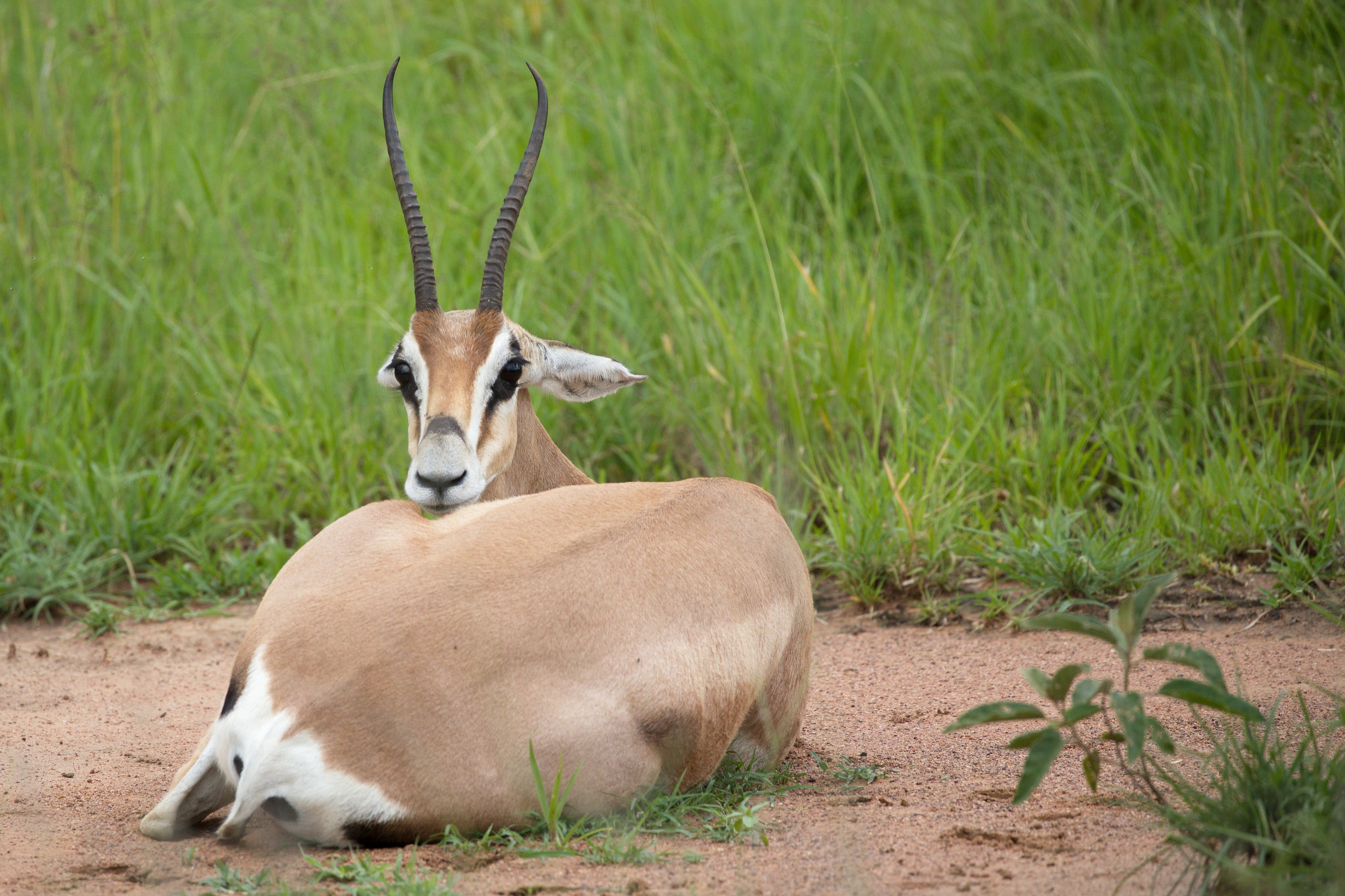 8-Day Grand Northern Tanzania Explorer