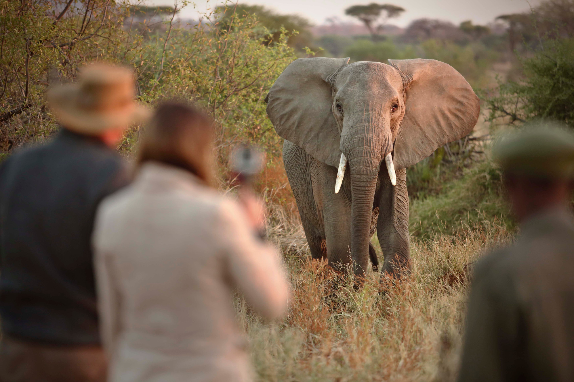 7-Day Nyerere, Mikumi & Ruaha Expedition