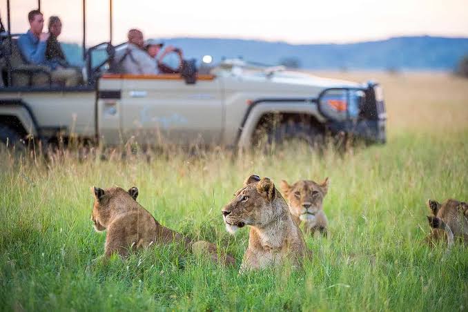 Private vs Group Safari in Tanzania: Which Is Better for You?