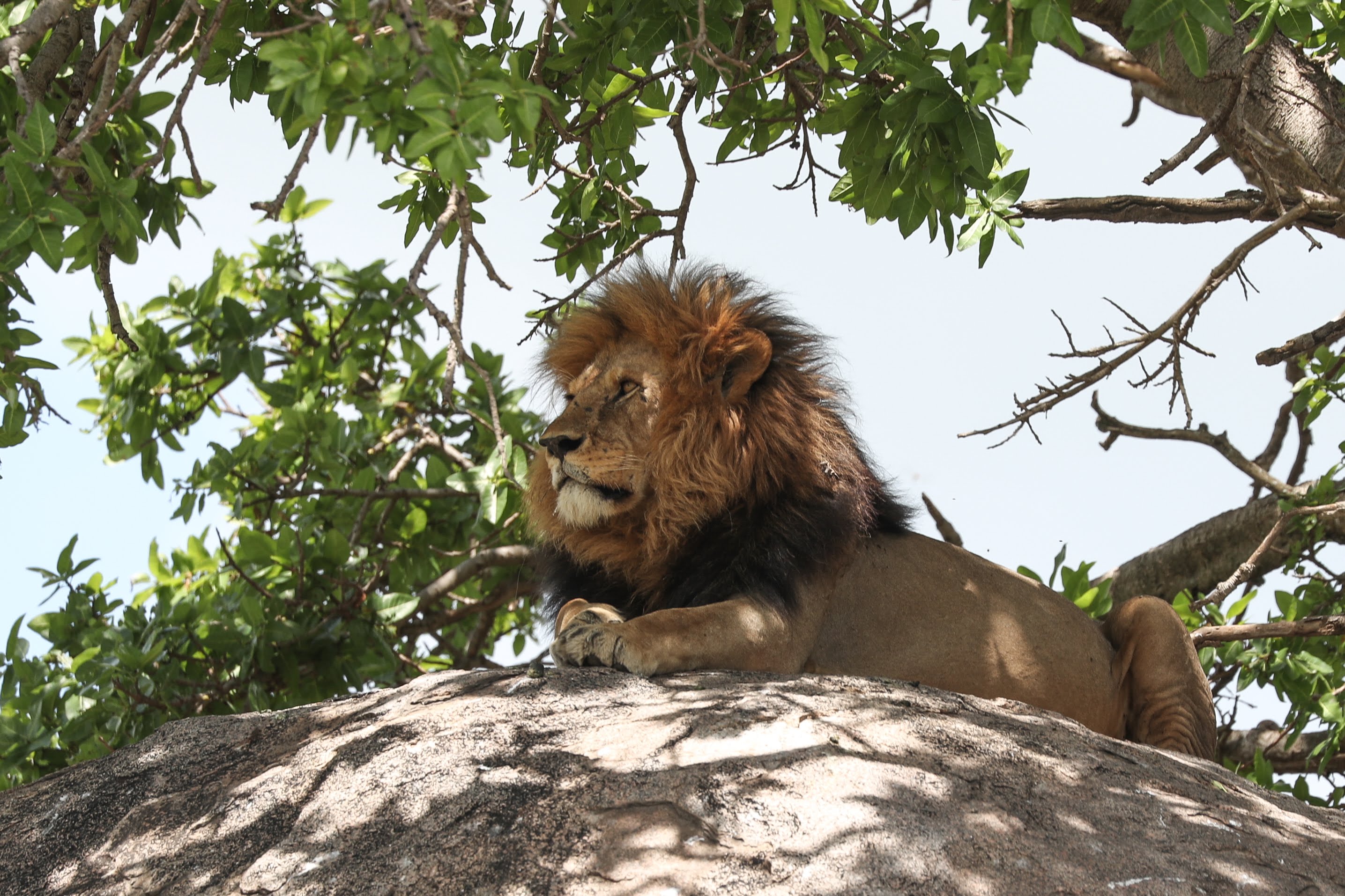 6 Days Ruaha and Nyerere Safari