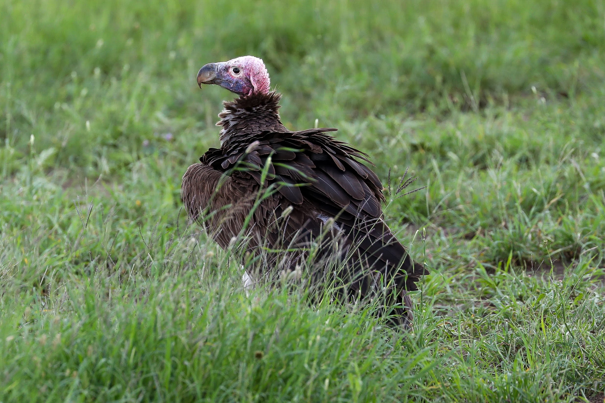 4-Day Tarangire, Lake Manyara & Ngorongoro Slow Safari