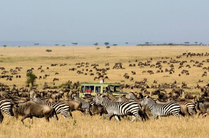 What Happens on a Typical Tanzania Safari Day?