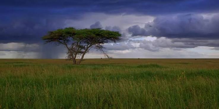 Green Season Tanzania Safari: Is It Worth It?