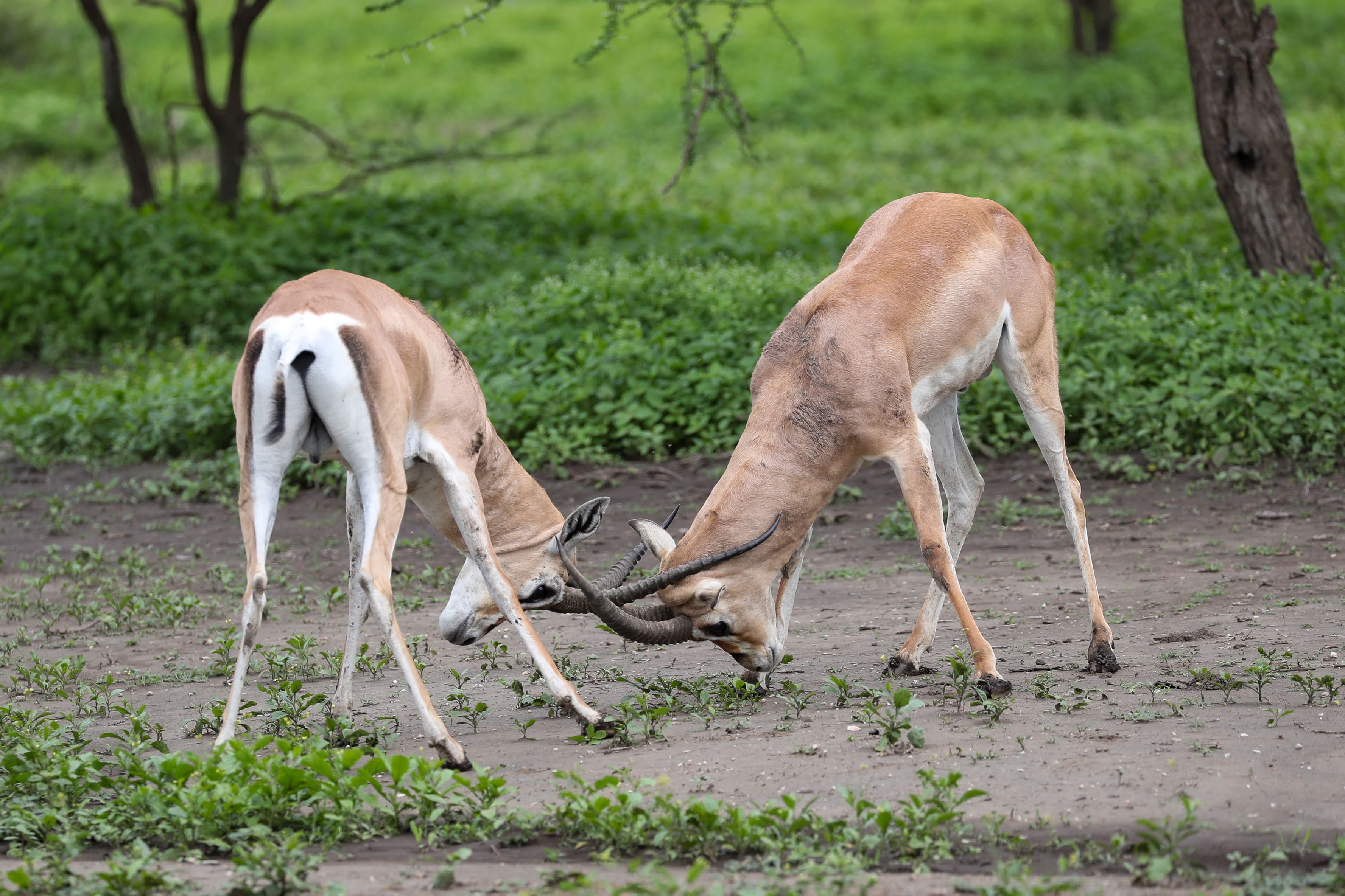 7-Day Lake Natron, Serengeti & Ngorongoro Explorer