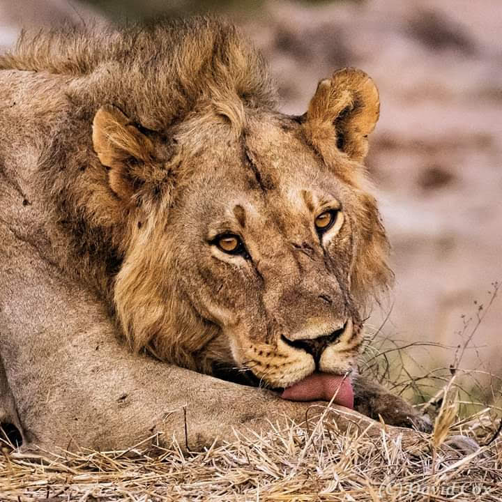 7-Day Nairobi Gateway to Grand Tanzania Safari