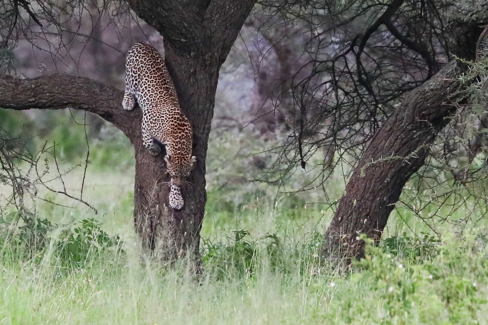 10-Day Kenya & Tanzania Grand Safari from Nairobi