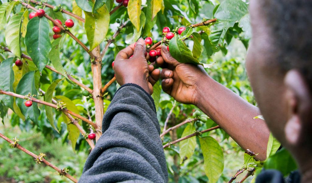 Coffee Plantation Tour - Arusha