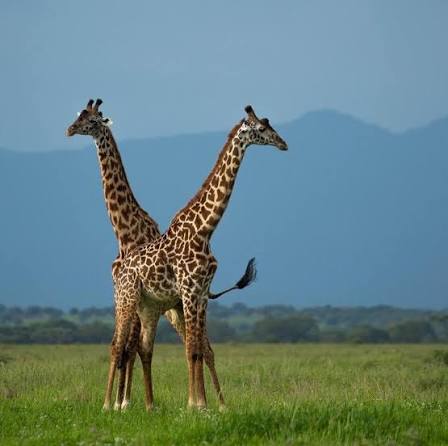 7-Day Tanzania Safari: What Can You Realistically See?
