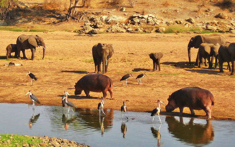10 Days Southern Circuit Safari: Ruaha, Nyerere and Mahale