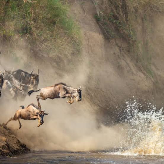 Best Time to Visit Tanzania for Safari: A Month-by-Month Planning Guide