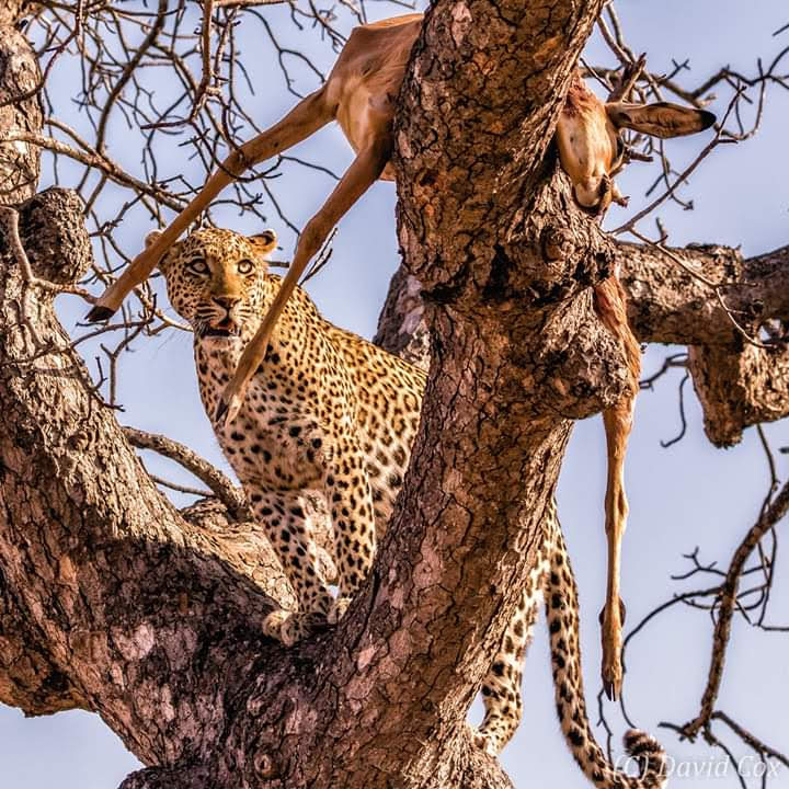 First Tanzania Safari: 15 Things to Know Before You Go