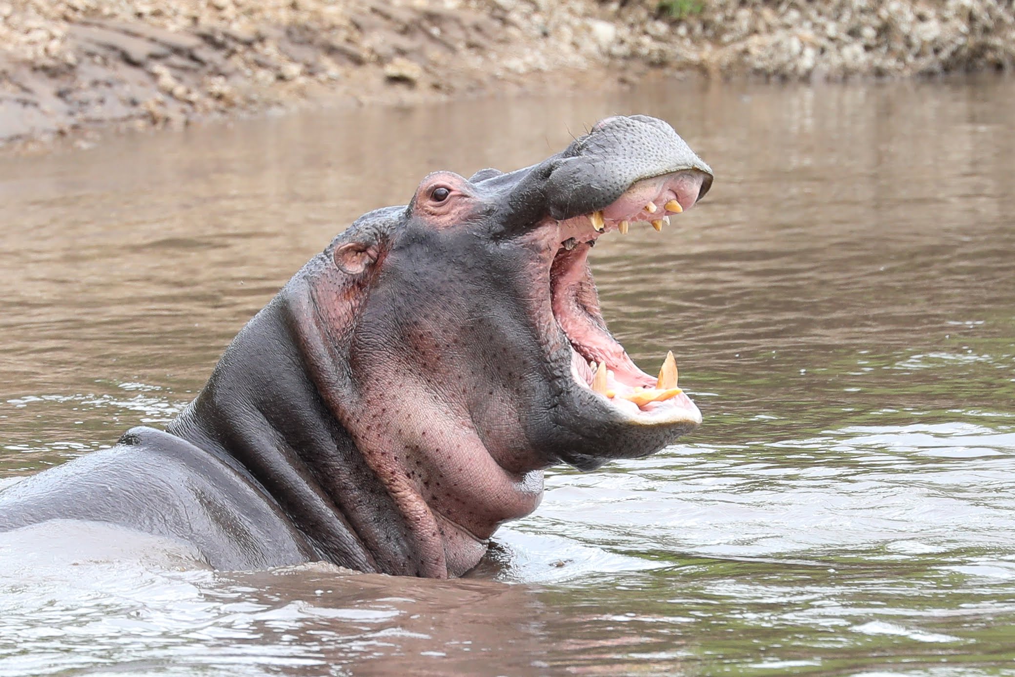 4-Day Nyerere Wildlife & Rufiji River Safari