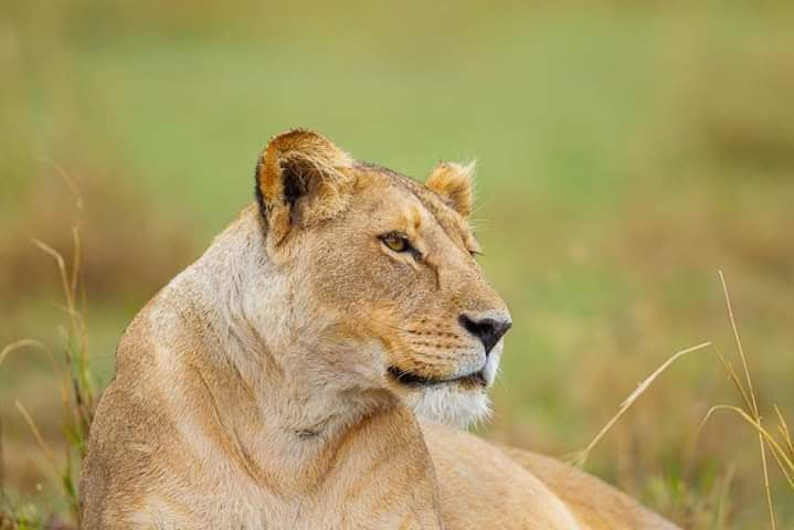 4-Day Nairobi to Tarangire & Ngorongoro Safari
