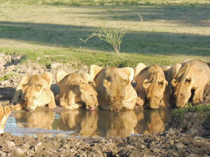 6-Day Serengeti Focus & Ngorongoro Safari
