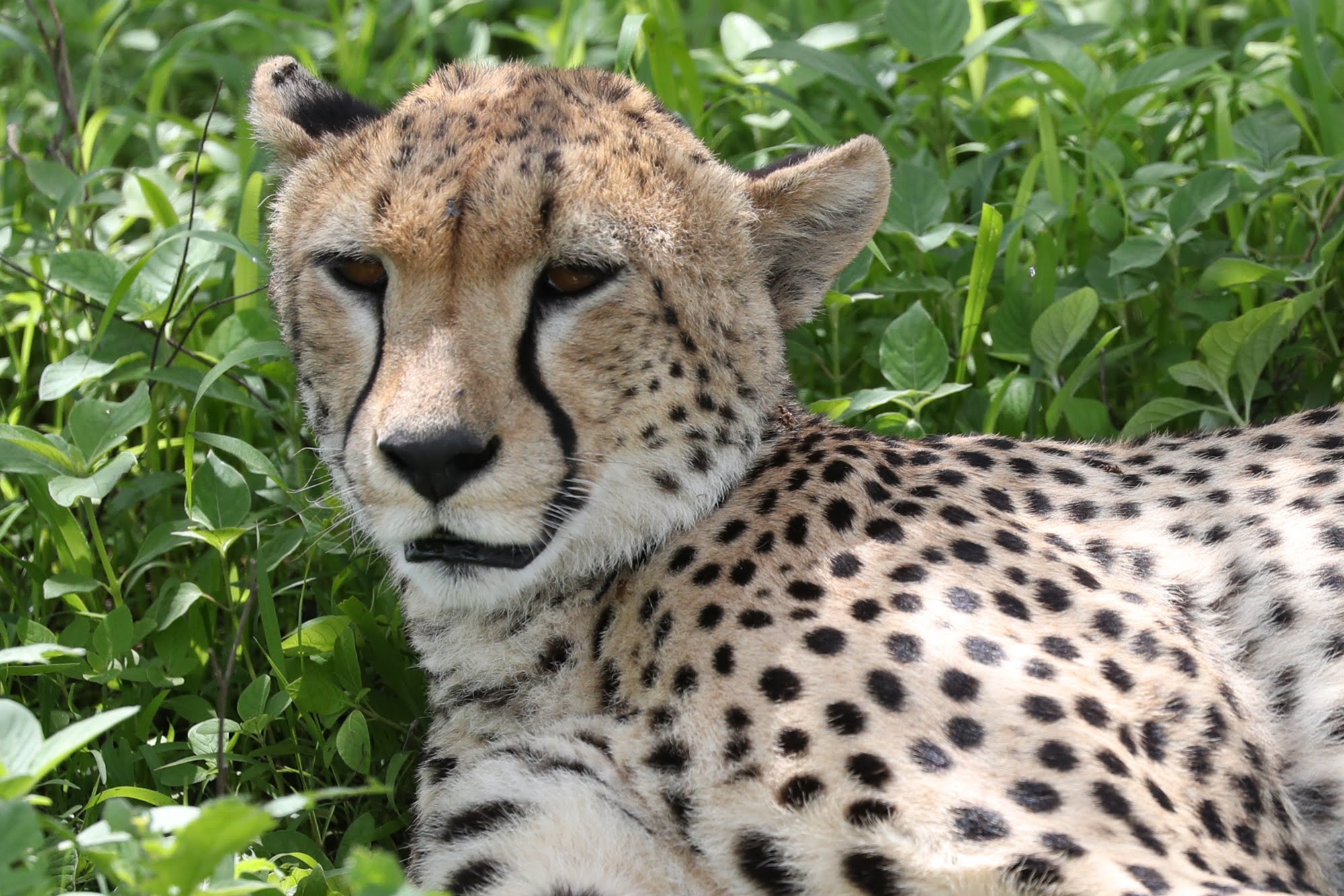 5-Day Mikumi & Nyerere Southern Safari