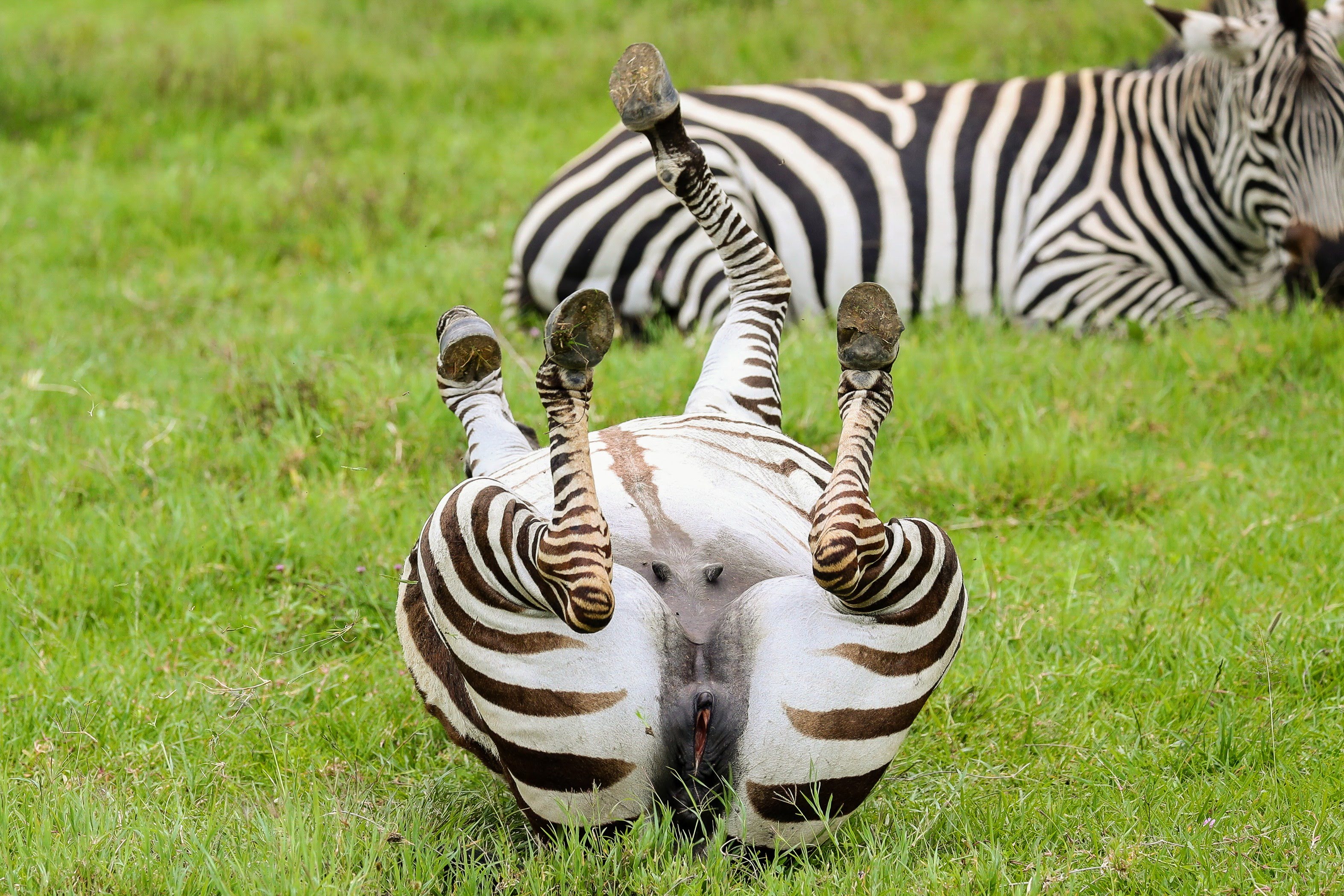10-Day Northern Tanzania Slow Safari