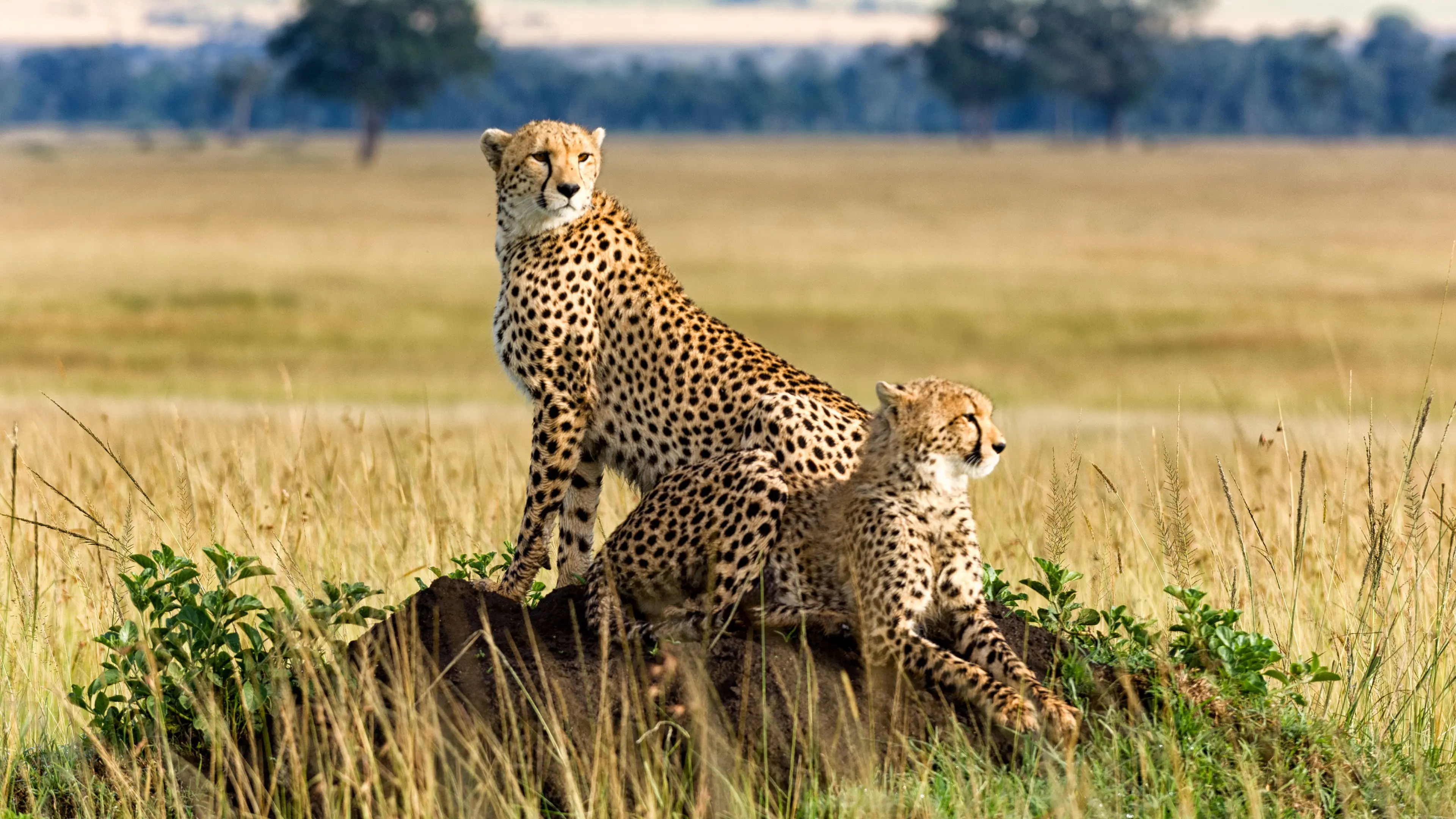 5-Day Wildlife & Culture: Tarangire, Lake Eyasi & Ngorongoro